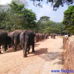 Šri lanka i Heljda 2016