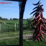 Ljute paprike, organske