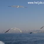 Heljda i Istanbul 2015 Buyukada