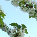 Trešnjin cvet i mesec