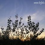 Zalazak uoči punog meseca 31.10.2012 sombor