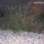 Zalazak uoči punog meseca 31.10.2012 sombor