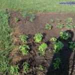 Bosiljak i Rozina organska bašta 