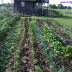 Rozina, organska bašta 