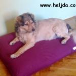 Evo kako jedan pas iz Kragujevca, uživa