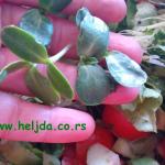 klice suncokreta u salati