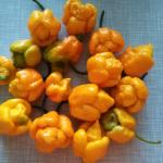 Moruga Trinidad Skorpion