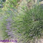 lavanda iz moje bašte