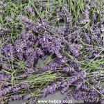 sušenje lavande