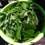 Pita sa koprivama - koprivnjača