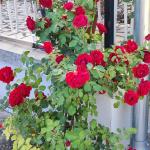 Slatko od ruža i limuna