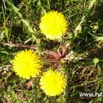 tinktura od maslačka