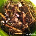 tinktura od maslačka