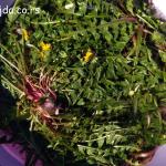 tinktura od maslačka