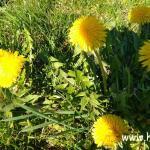 tinktura od maslačka