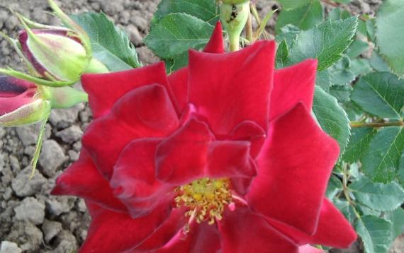 Moja kućica i bašta u Somboru 2014