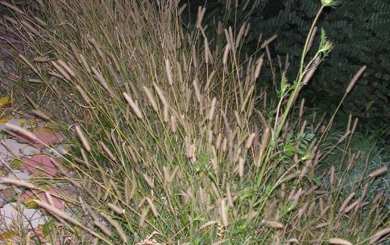 Zalazak uoči punog meseca 31.10.2012 sombor