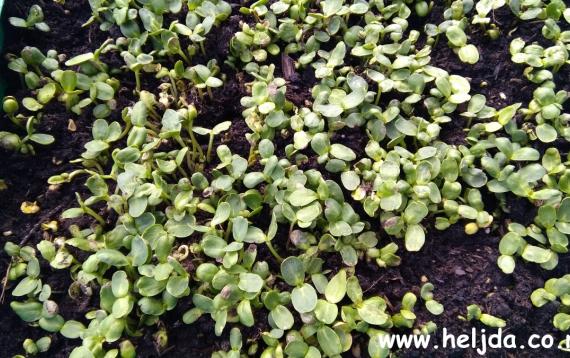 gotove klice suncokreta