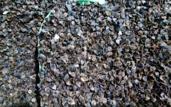 Nisam dovoljno bogat da kupujem jeftine stvari